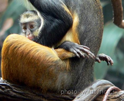 congo wolf 10.jpg - Wolf's Guenon (Cercopithecus wolfi).